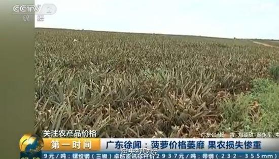 央视曝广东菠萝价格大跌 2毛一斤边无人问津